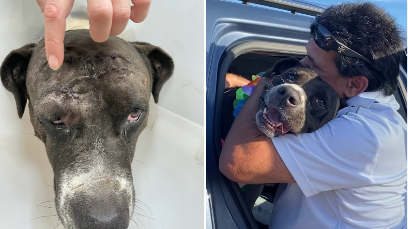 Man Sliced in Machete Attack While Shielding Pit Bull from Threat