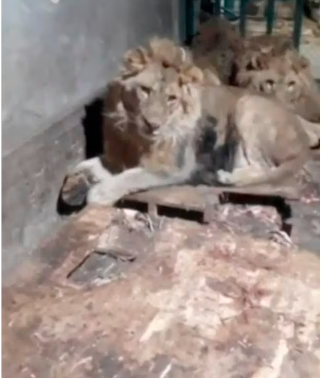 Zookeeper Fatally Attacked by Lions in an Attempt to Impress Fiancée (+VIDEO) 2 Zookeeper, F. Iriskulov Fatally Attacked by Lions in an Attempt to Impress Fiancée (+VIDEO) iriskulov lions
