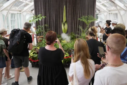 The Corpse Flower: Why People Flock to Smell This Rancid Bloom