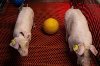 FDA Approves First Pig Kidney Transplant Trials, Offering Hope for Organ Shortage