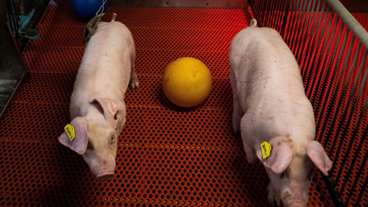 FDA Approves First Pig Kidney Transplant Trials, Offering Hope for Organ Shortage