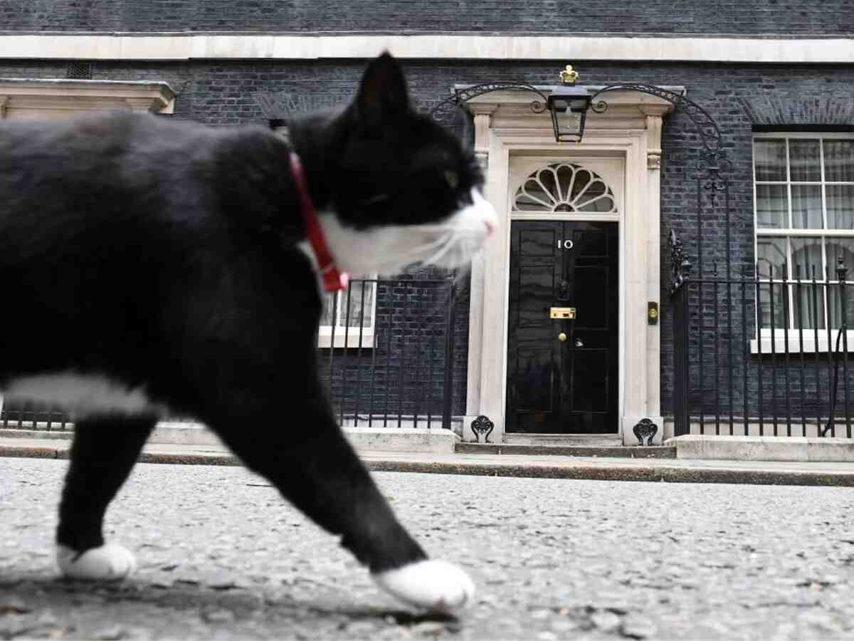 Palmerston: Retired British Diplomatic Cat Returns to Work as ‘Feline Relations Consultant’ in Bermuda
