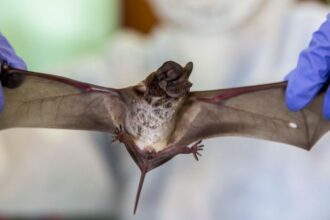 Scientists Discover Dangerous Bat Virus That Uses Same Pathway as COVID-19