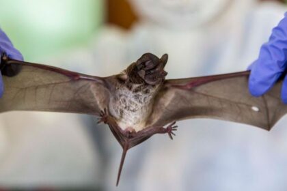 Scientists Discover Dangerous Bat Virus That Uses Same Pathway as COVID-19