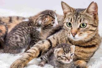 Cats won’t be banned in Scotland, the government confirms