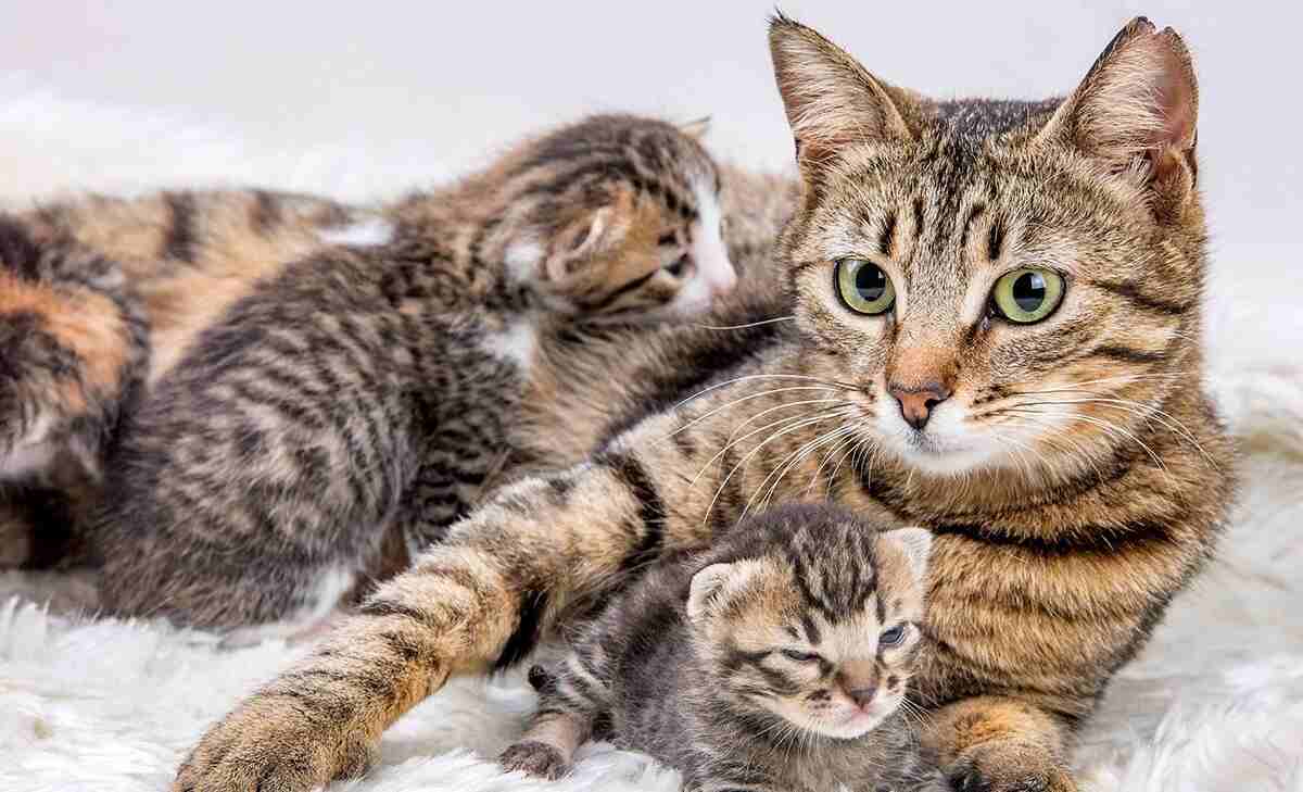 Cats won’t be banned in Scotland, the government confirms