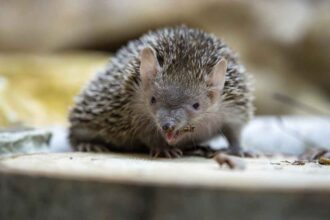 Why People Are Naming Roaches, Rats, and Cats After Their Exes This Valentine’s Day
