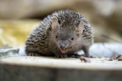 Why People Are Naming Roaches, Rats, and Cats After Their Exes This Valentine’s Day