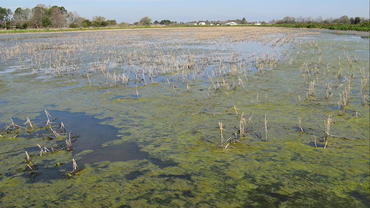 82-Year-Old Fisherman Rescued After Hours Trapped in Mud