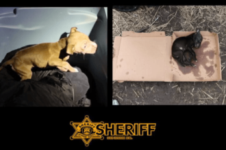 Dead Puppy Found in Pizza Box