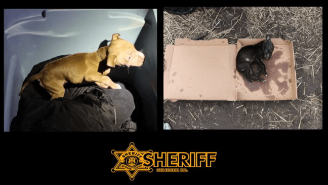 Dead Puppy Found in Pizza Box
