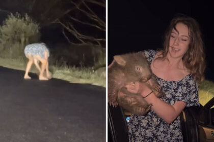 U.S. Tourist Flees Australia After Filming Herself Stealing Baby Wombat