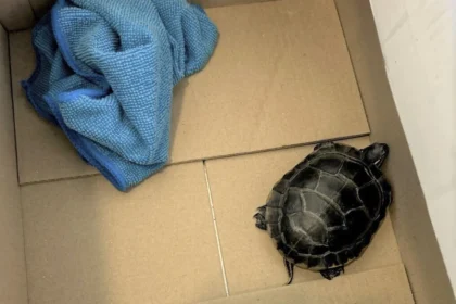 TSA Catches Man Smuggling Live Turtle in His Pants at NJ Airport