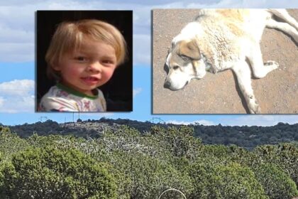 Missing Arizona Toddler Found Safe After Dog Leads Him Through Wilderness