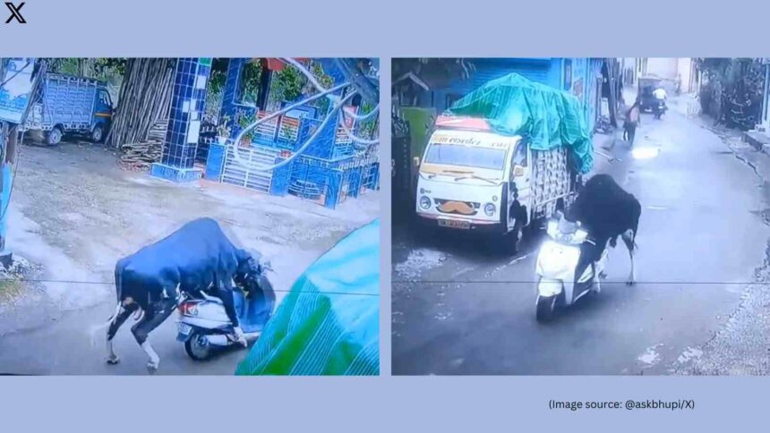 Watch Bull Takes A Scooter "Test Ride" In Rishikesh 1 Watch Bull Takes A Scooter "Test Ride" In Rishikesh