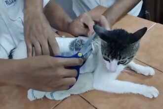 WATCH: Cat caught smuggling drugs into Costa Rica prison