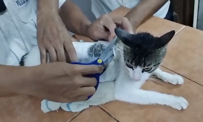 WATCH: Cat caught smuggling drugs into Costa Rica prison