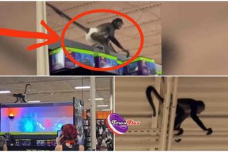 Video: Pet monkey wearing a diaper escapes inside Spirit Halloween store in Texas, swings from rafters for 30 minutes before police lure it down with a cookie 7 monkey texas