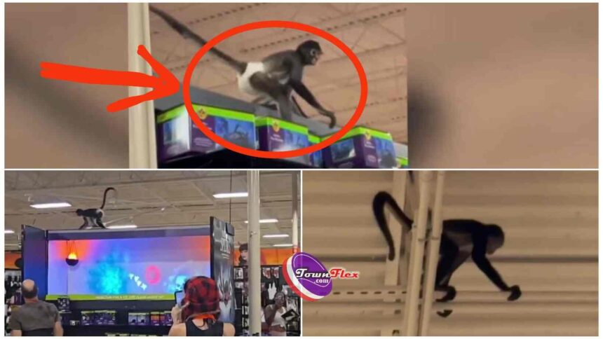 Video: Pet monkey wearing a diaper escapes inside Spirit Halloween store in Texas, swings from rafters for 30 minutes before police lure it down with a cookie