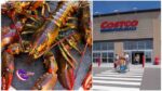 costco lobster