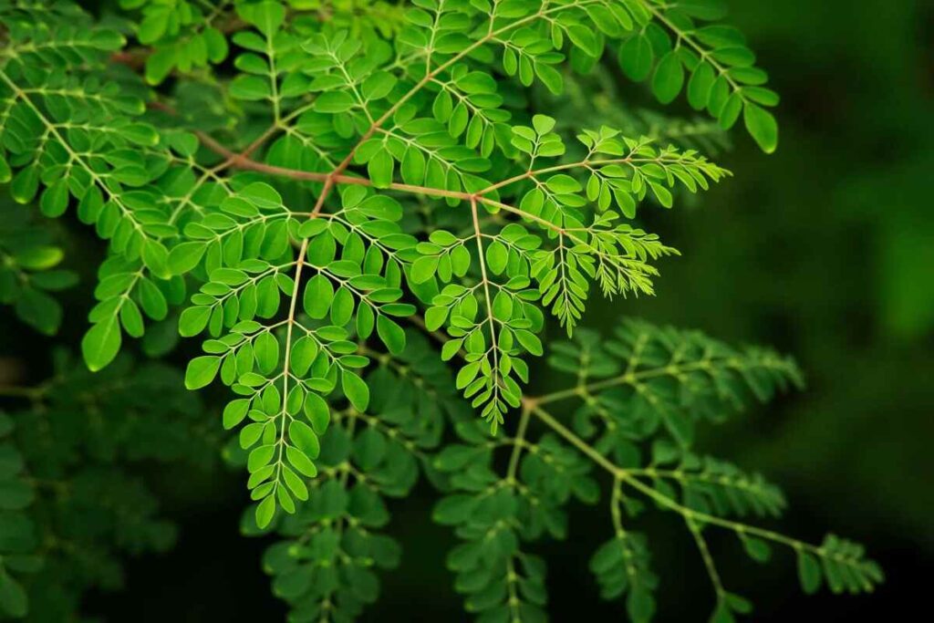 Moringa tree, health benefits for skin and body. 