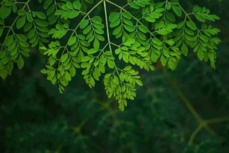 Fresh moringa leaves superfood rich in vitamins and antioxidants