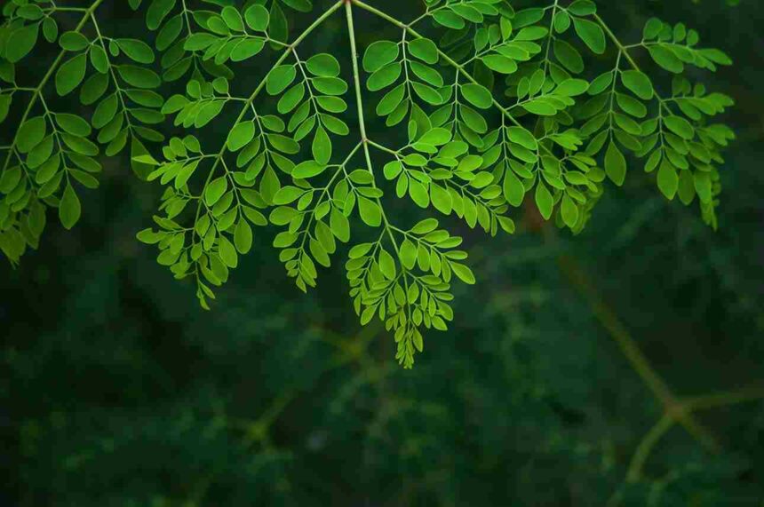 Fresh moringa leaves superfood rich in vitamins and antioxidants