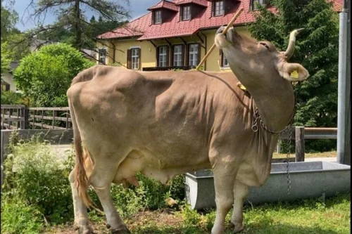 Austrian researchers document first case of a cow using a tool