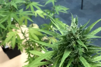 Judge temporarily blocks Texas ban on smokable hemp